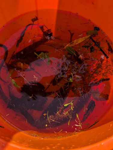 Fish in bucket